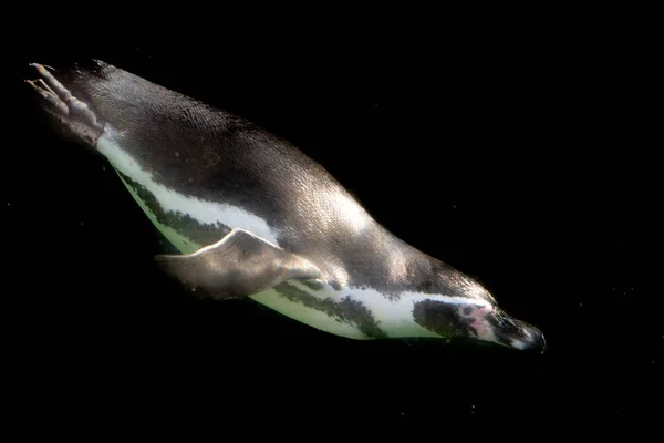 黒の背景に分離された水中ペンギン — ストック写真