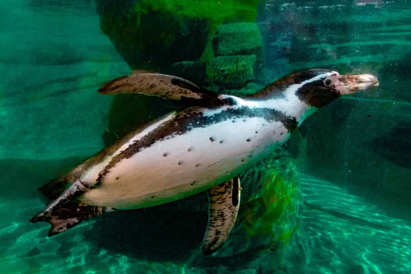 Πιγκουίνος Κολύμβηση Υποβρύχια Απομονωμένες — Φωτογραφία Αρχείου