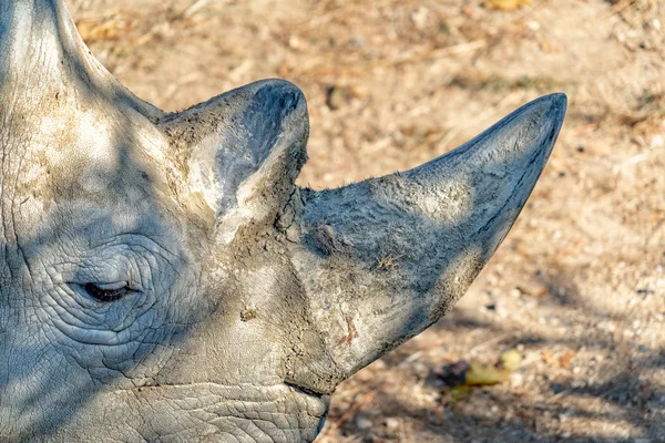 Black Rhino Horn Detail Close — Stock Photo, Image