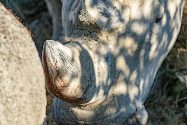 Detalle Cuerno Rinoceronte Negro Cerca —  Fotos de Stock