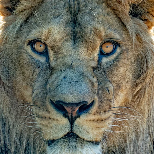 Male Lion Eyes Close Detail Looking You — Stock Photo, Image