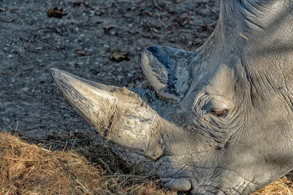 Black Rhino Horn Detail Close — Stock Photo, Image