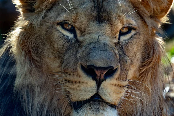 Ojos León Macho Cerrar Detalle Mirándote — Foto de Stock