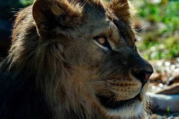 Männliche Löwenaugen Schließen Ein Detail Auf Das Dich Ansieht — Stockfoto
