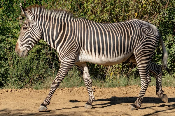 Tanzania Zebra Ritratto Ravvicinato — Foto Stock