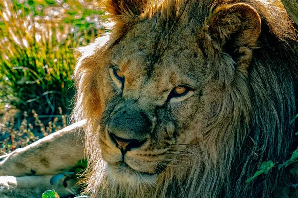 Male Lion Eyes Close Detail Looking You — Stock Photo, Image