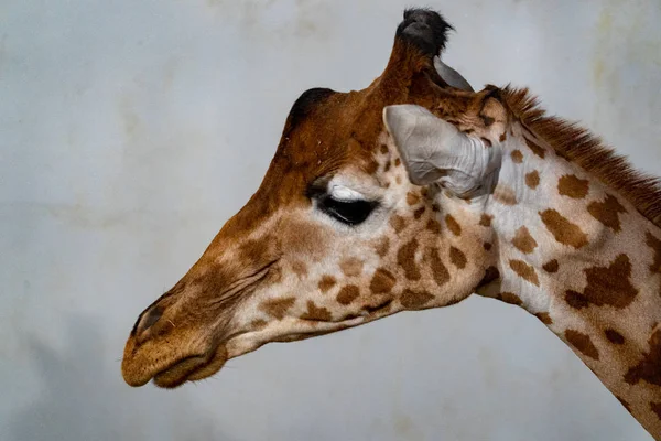 Tanzania Żyrafa Bliska Ciebie Patrzy Białym Tle Portret — Zdjęcie stockowe