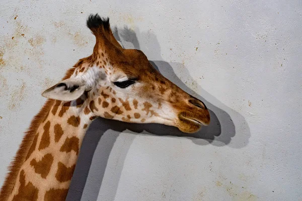 Tanzania Żyrafa Bliska Ciebie Patrzy Białym Tle Portret — Zdjęcie stockowe