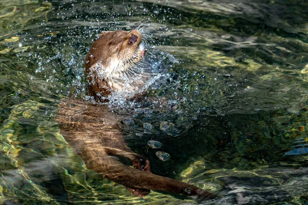 Otter Att Fånga Fisk Floden Porträtt — Stockfoto