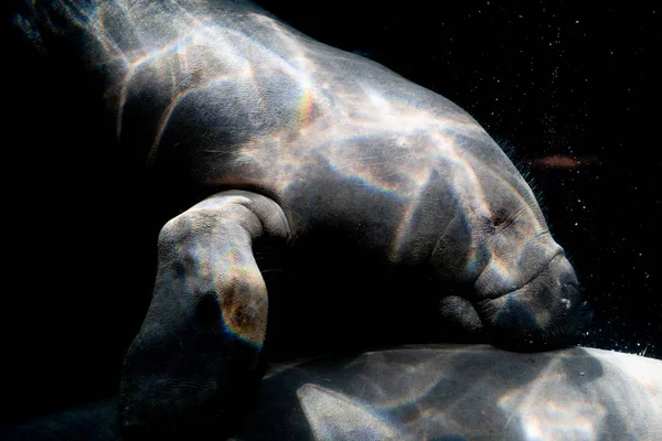 Manatee Underwater Isolated Black Background — Stock Photo, Image