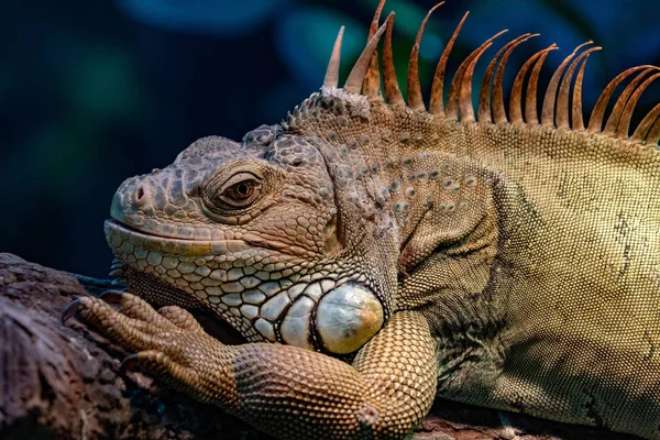 Iguana Verde Ritratto Ravvicinato Che Guarda — Foto Stock