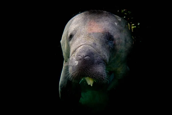 Manatee Isolated Black Looking You — Stock Photo, Image