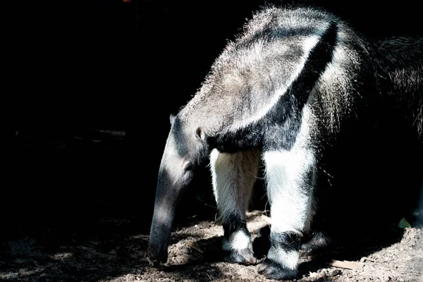 Giant Anteater Isolerad Svart Bakgrund — Stockfoto