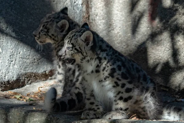 Cachorro Recién Nacido Bebé Leopardo Nieve Cerca Retrato Mientras Mira — Foto de Stock