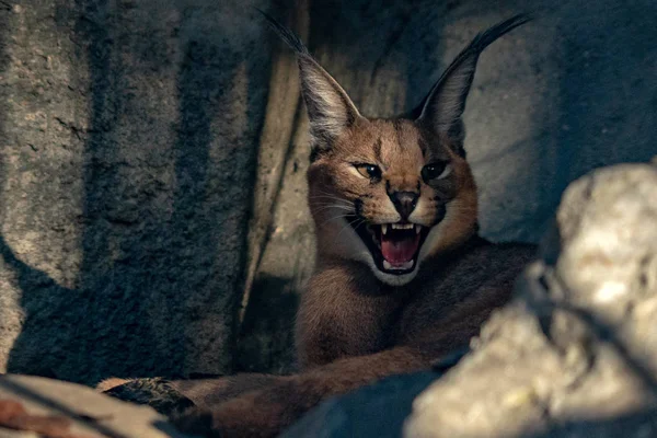 Caracal Salvaje Gato Cerca Hasta Retrato Mirando Usted —  Fotos de Stock