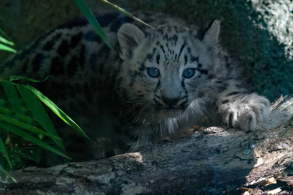 Nyfödd Valp Baby Snöleopard Nära Upp Stående Medan Tittar Dig — Stockfoto