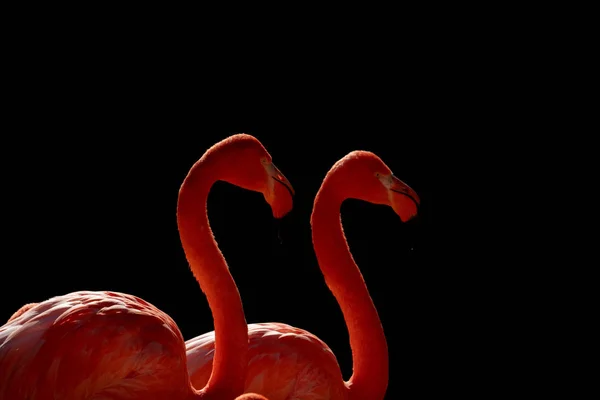 Flamingos Isolado Fundo Preto — Fotografia de Stock