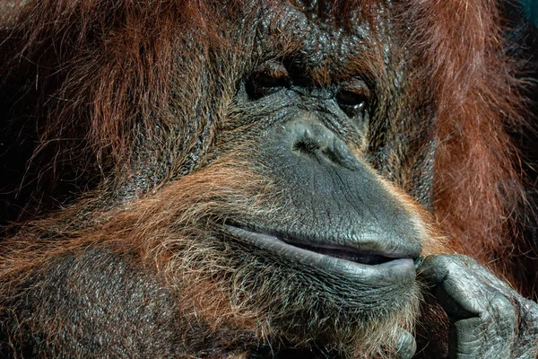 Sana Bakarken Orangutan Yüz Portre — Stok fotoğraf