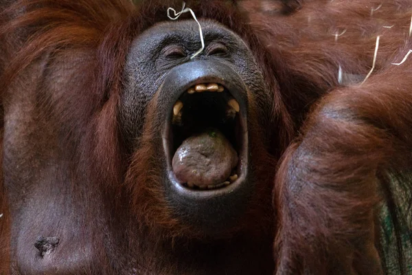 Портрет Орангутанга Смотрящий Тебя — стоковое фото