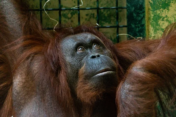 Orangutang Face Porträtt Tittar Dig Från Buren — Stockfoto