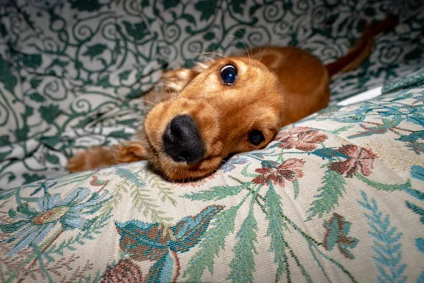 Adorable Cachorro Perro Cocker Spaniel Durmiendo Sofá Sofá — Foto de Stock