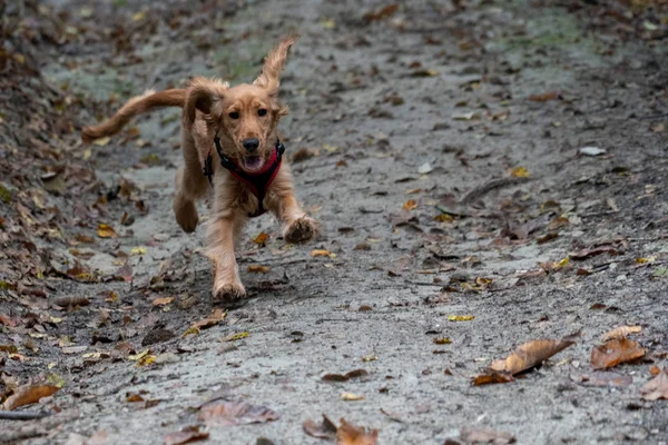 Puppy Hond Cocker Spaniel Uitgevoerd Herfst Groene Binnenplaats — Stockfoto