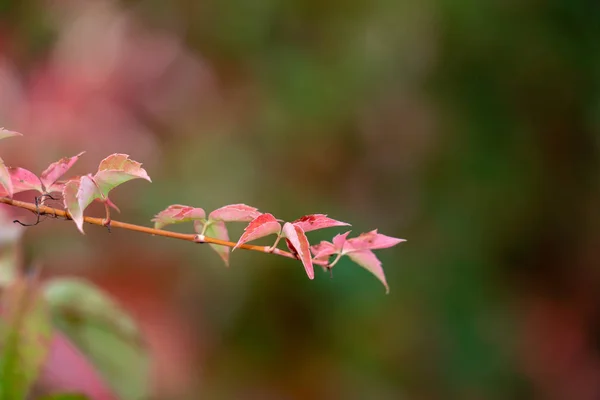 autumn leaves color texture background