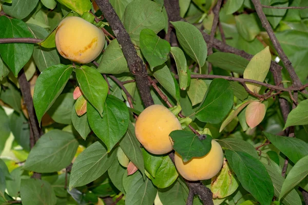 Fruit Kaki Mature Suspendu Arbre — Photo