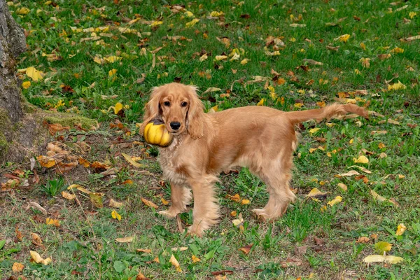 在秋季绿色庭院的小狗卡猎犬持有黄色茄子 — 图库照片