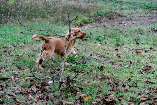 Cachorro Perro Cocker Spaniel Corriendo Con Rama Árbol Patio Verde — Foto de Stock