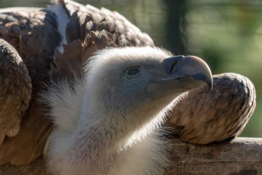 Griffon vylture yırtıcı kuş portre
