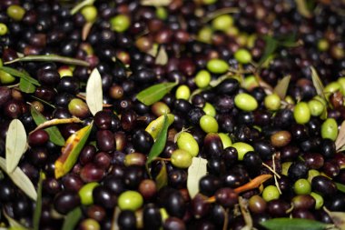 sızma zeytin yağı fabrikası fabrika İtalya