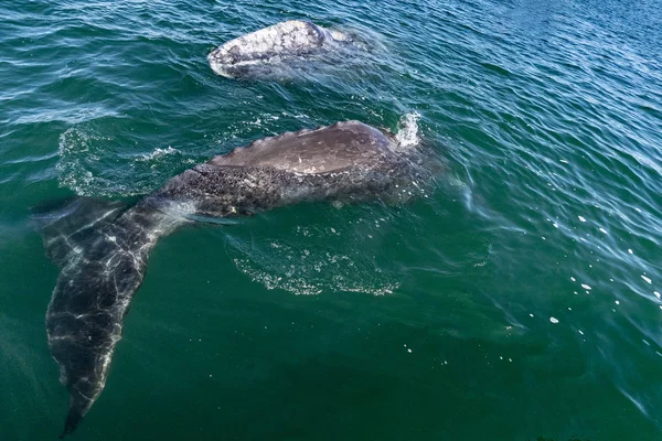 Nouveau Baleine Grise Veau Nez Oeil Baja Californie — Photo