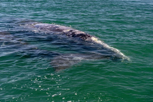 Nyfödd Grå Whale Kalven Näsa Och Ögon Baja California — Stockfoto