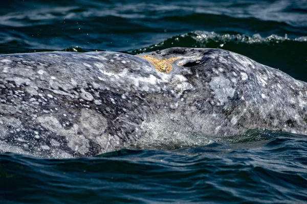 Nariz Ballena Gris Viajando Océano Pacífico Baja California —  Fotos de Stock