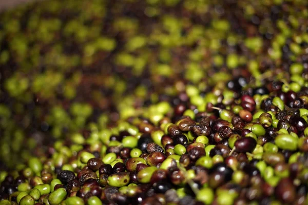 Sızma Zeytin Yağı Fabrikası Fabrika Talya — Stok fotoğraf