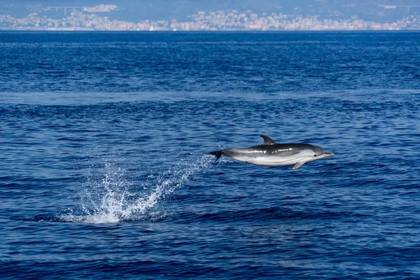 Delfín Rayado Saltando Fuera Del Mar —  Fotos de Stock