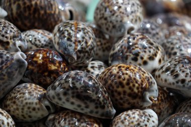 kabuk ve deniz yaşamı nesneleri bir Dükkan Satılık