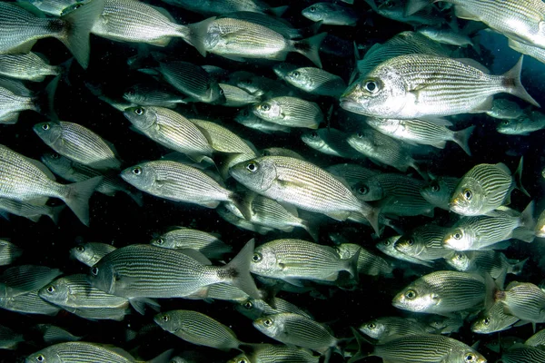 Внутри Гигантской Сардинской Школы Рыбного Мяча — стоковое фото