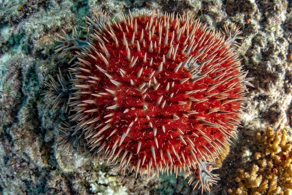 Sea Star Crown Thorns While Eating Hard Coral — Stock Photo, Image