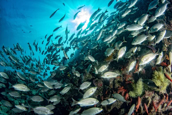 Inneren Einer Riesigen Sardinenschule Mit Fischköderball — Stockfoto