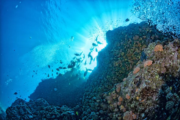 Cortez Mare Colorato Barriera Corallina Paesaggio Subacqueo Con Pesci Coralli — Foto Stock
