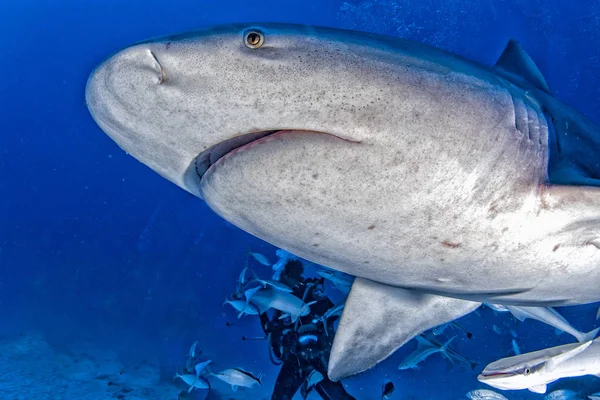 Tubarão Touro Fundo Azul Oceano México — Fotografia de Stock