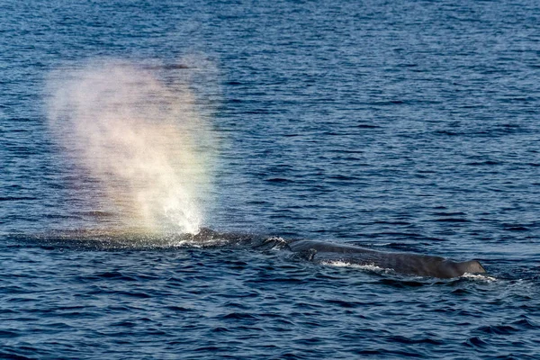 Sperm whale in the blue mediterranean sea blowing like rainbow