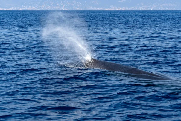 Sperm Whale Blue Mediterranean Sea — Stock Photo, Image