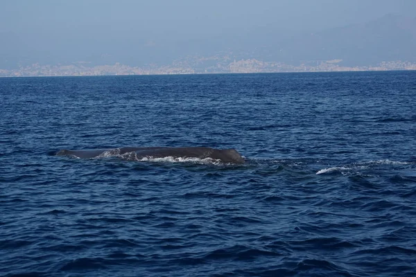 Ballena Aleta Dañada Barco Signo Hélice Colisión Cuerpo — Foto de Stock