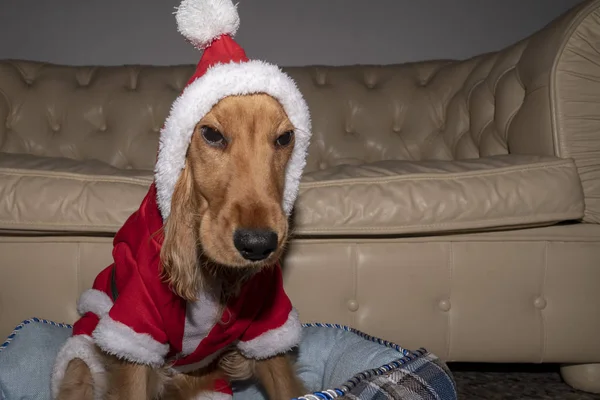 Santa Gekleed Pasgeboren Puppy Hond Van Kerstmis — Stockfoto