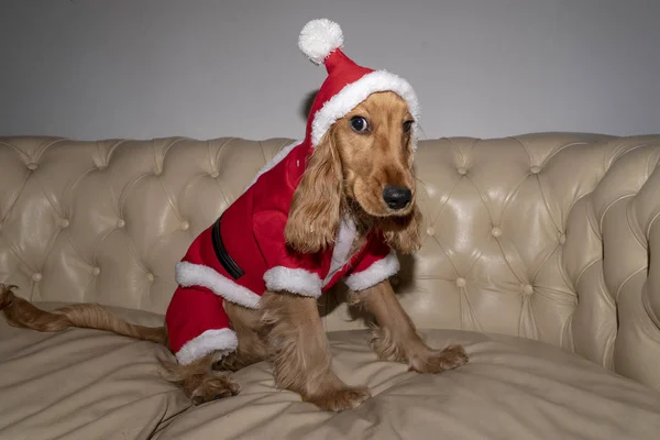 Santa Dressed Newborn Puppy Dog Christmas — Stock Photo, Image