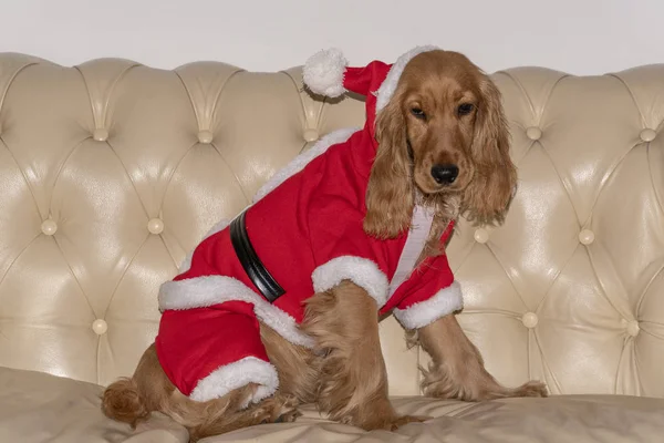 Santa Dressed Newborn Puppy Dog Christmas — Stock Photo, Image