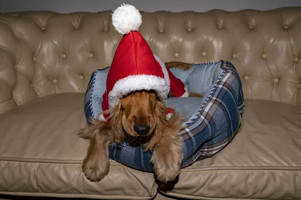 Papai Noel Vestido Cachorro Recém Nascido Natal — Fotografia de Stock